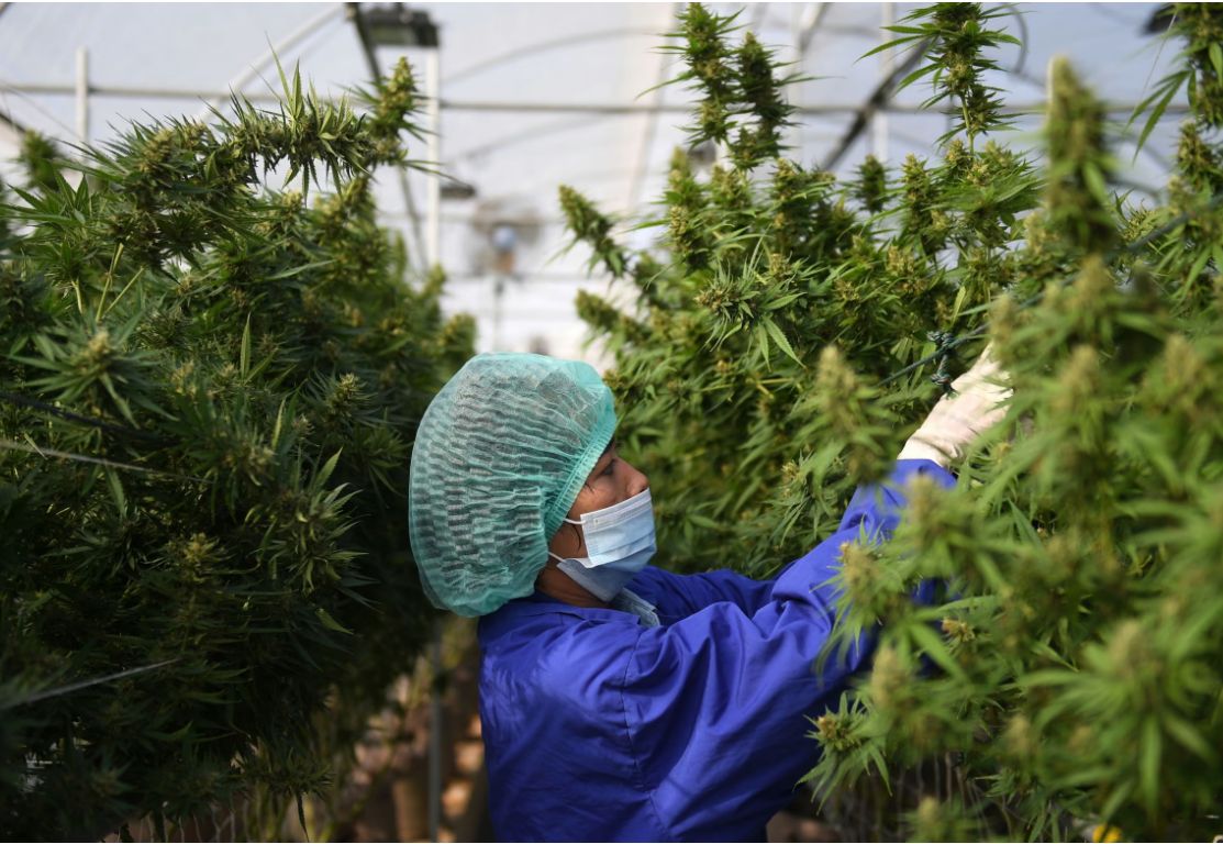 Thai CBD Highland Farm