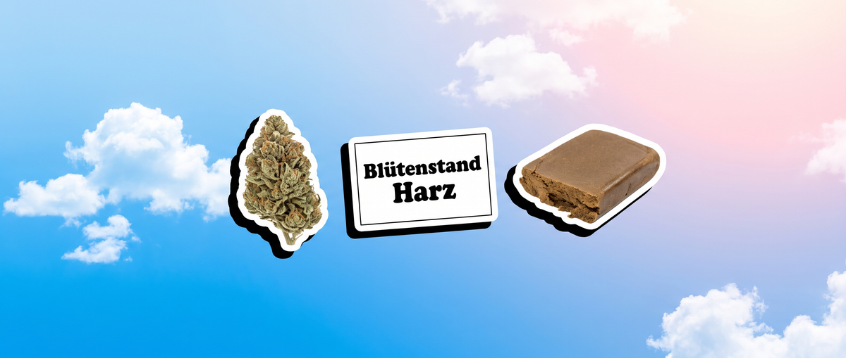 Getrocknete Blüte links, gepresste Harzplatte rechts, dazwischen ein Kärtchen mit den Wörtern Blütenstand und Harz