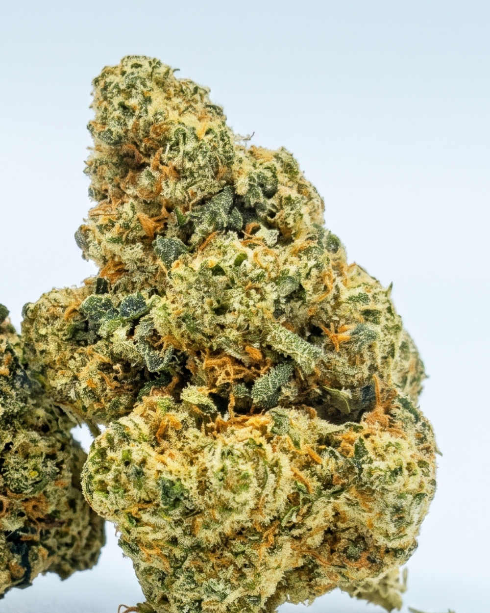 Nahansicht einer hellgrünen Amnesia CBD-Blüte mit orangefarbenen Stempeln