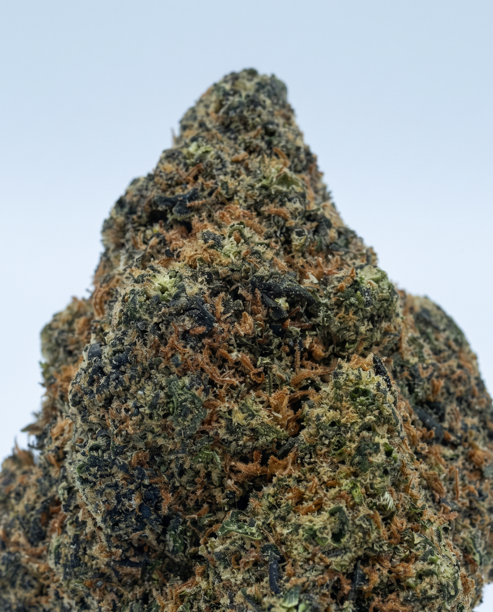 Nahansicht einer Gelato CBD-Blüte mit dunklem Grün und rostorangenen Stempeln